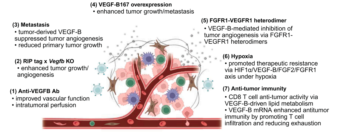 Vascular endothelial growth factor VEGFB
