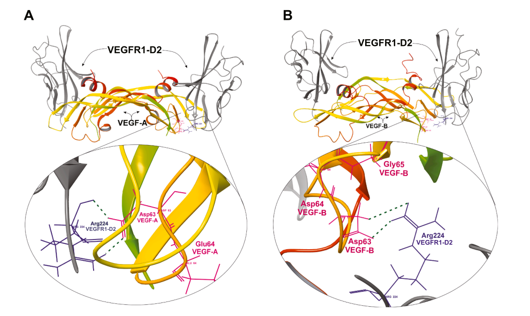 Vascular endothelial growth factor VEGFB