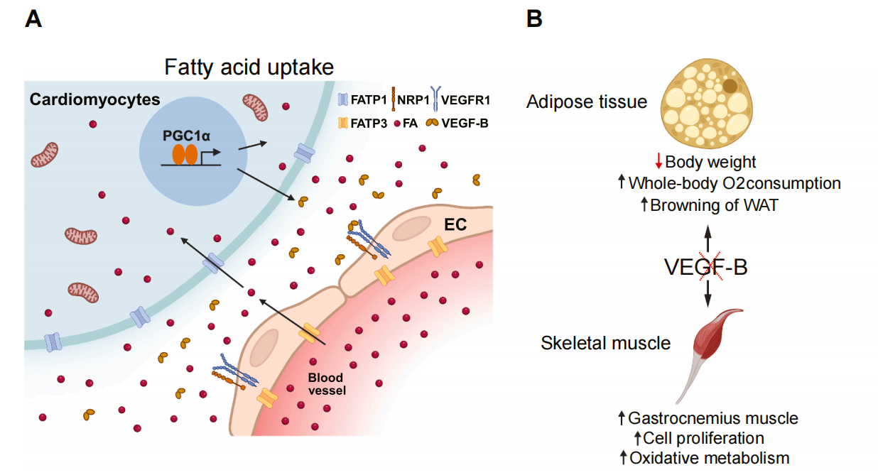 Vascular endothelial growth factor VEGFB