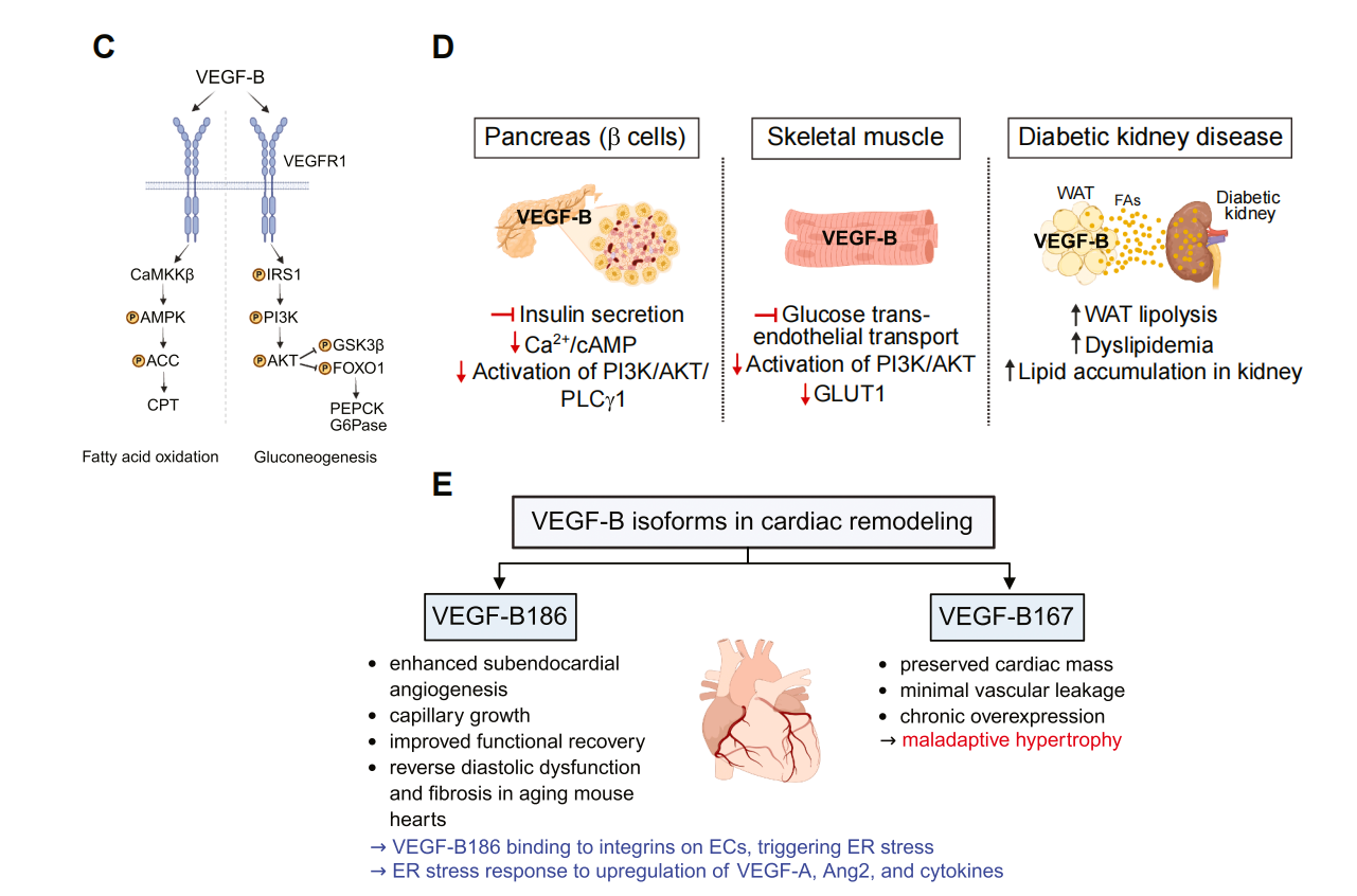 Vascular endothelial growth factor VEGFB