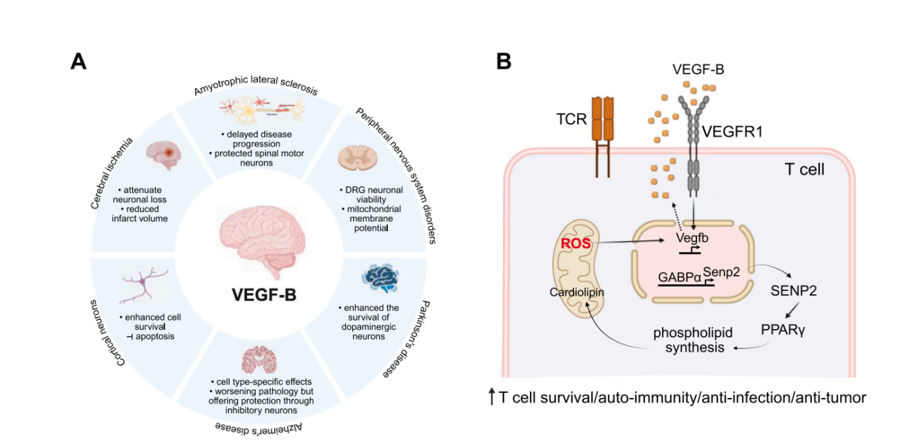 Vascular endothelial growth factor VEGFB