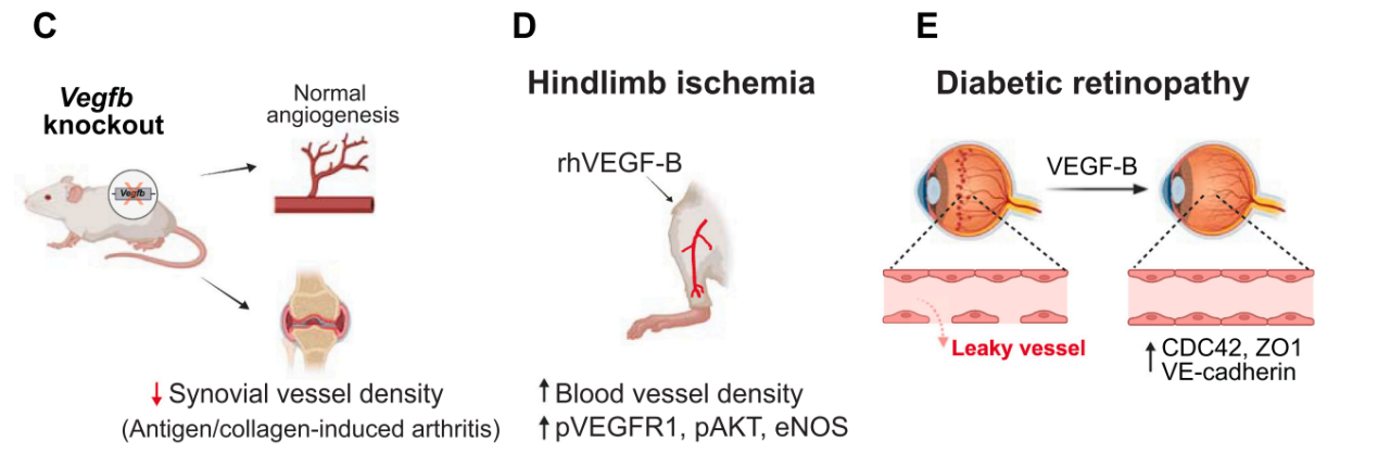 Vascular endothelial growth factor VEGFB