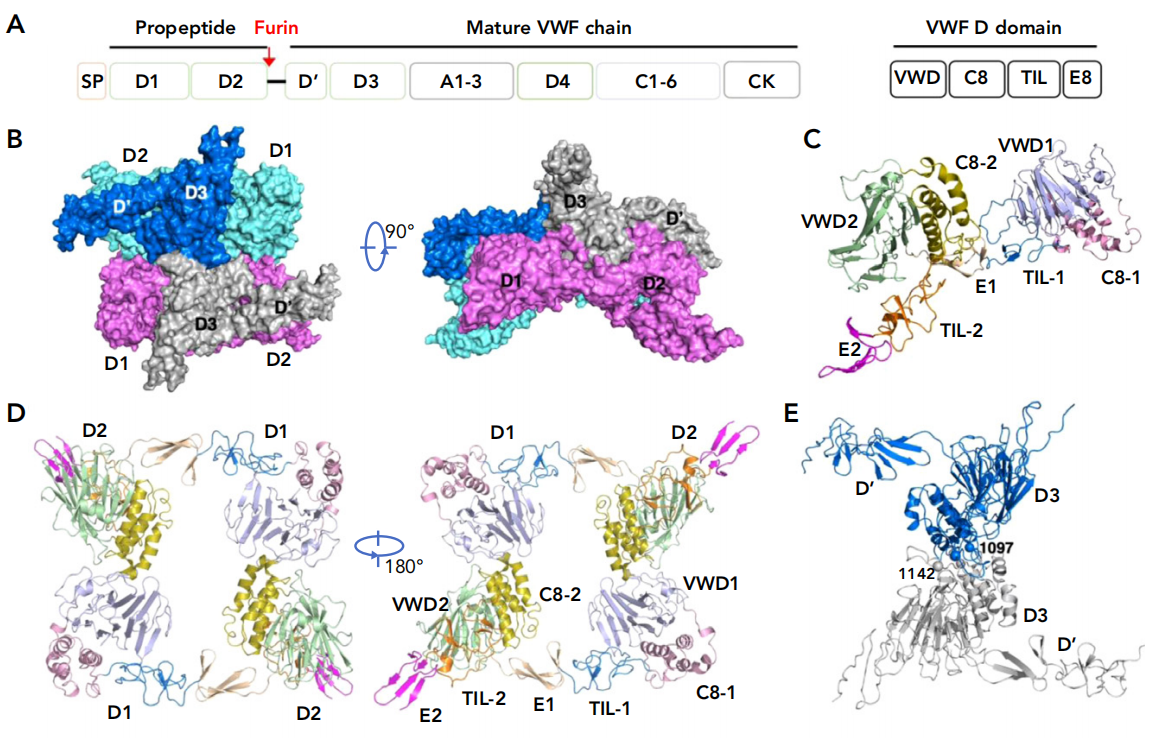Von Willebrand factor VWF