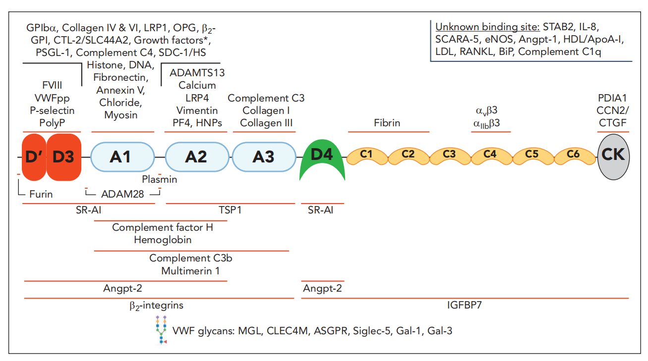 Von Willebrand factor VWF