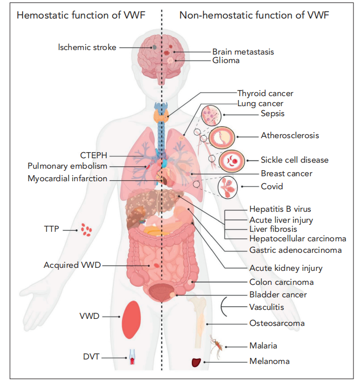 Von Willebrand factor VWF