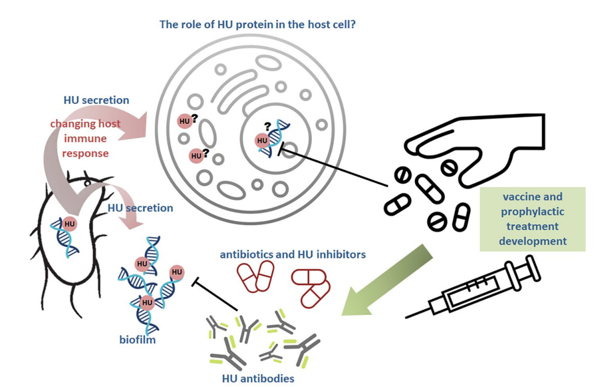 Nucleoid-associated protein HU Nucleoid-associated protein HU