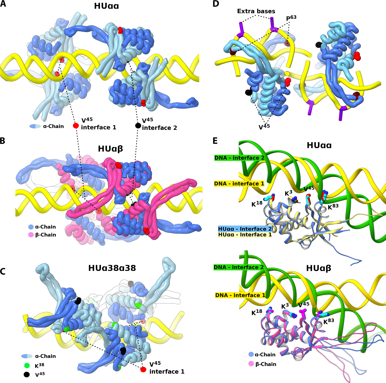 Nucleoid-associated protein HU Nucleoid-associated protein HU