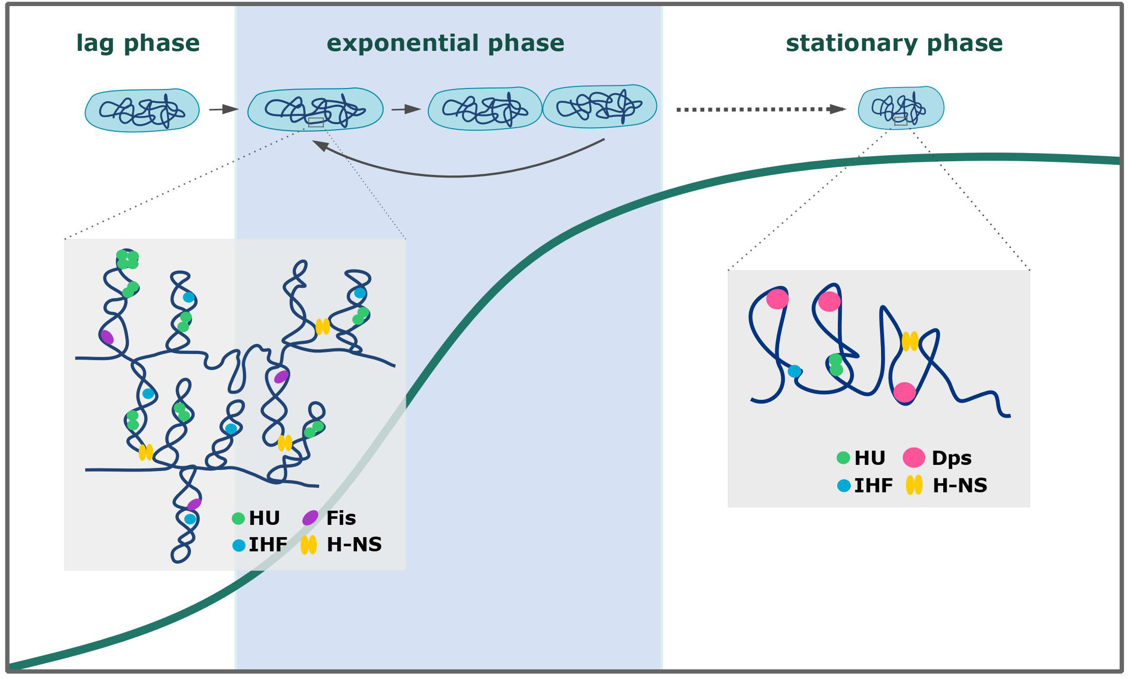 Nucleoid-associated protein HU Nucleoid-associated protein HU