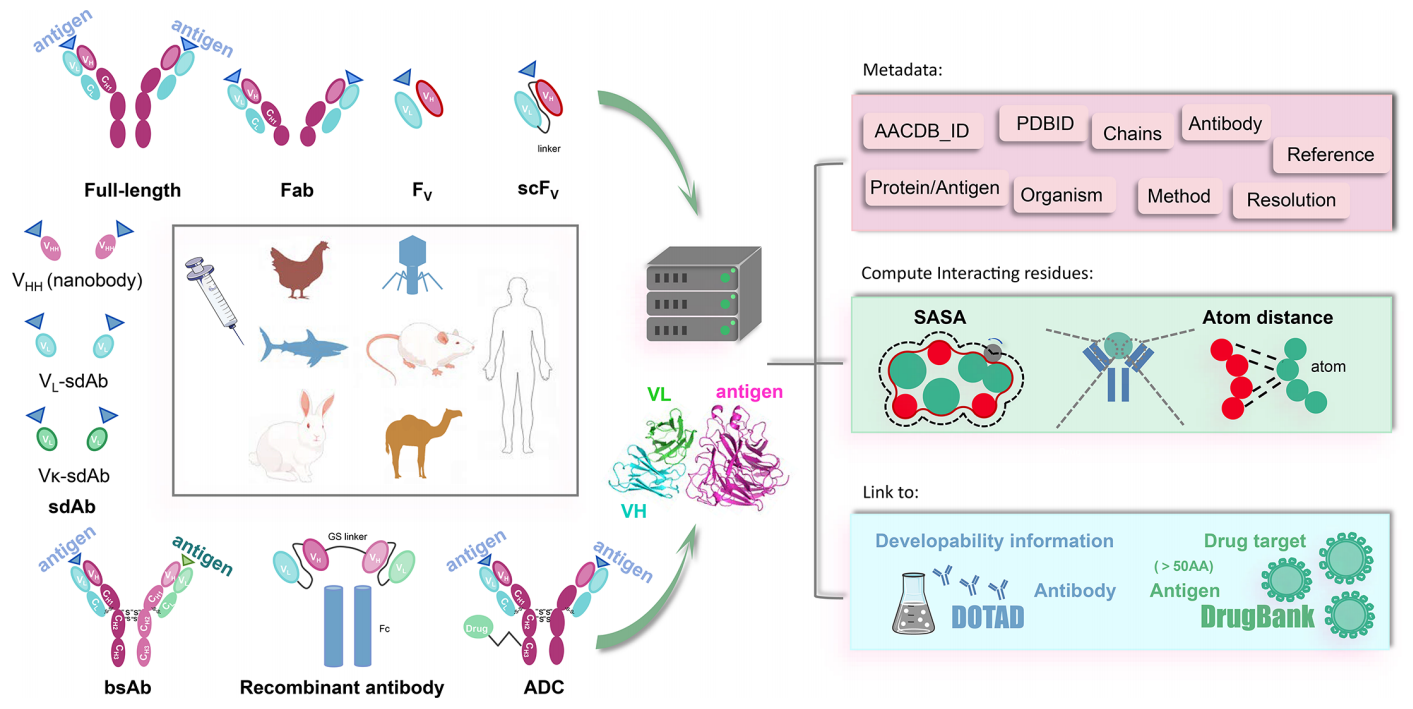 A comprehensive antigen-antibody complex database unlocking insights into interaction interface