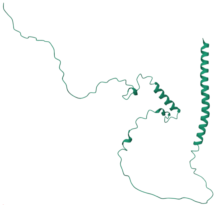 A key regulator of the vasculature ADM