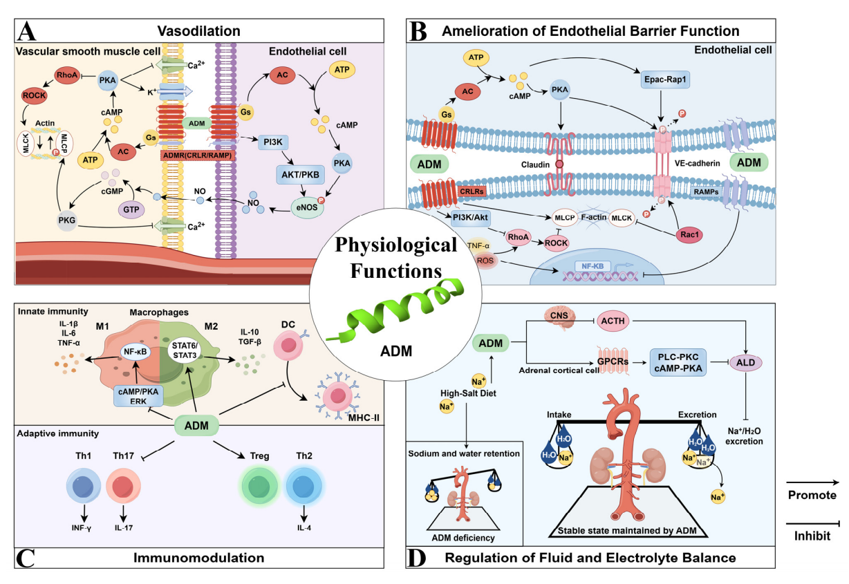 A key regulator of the vasculature ADM
