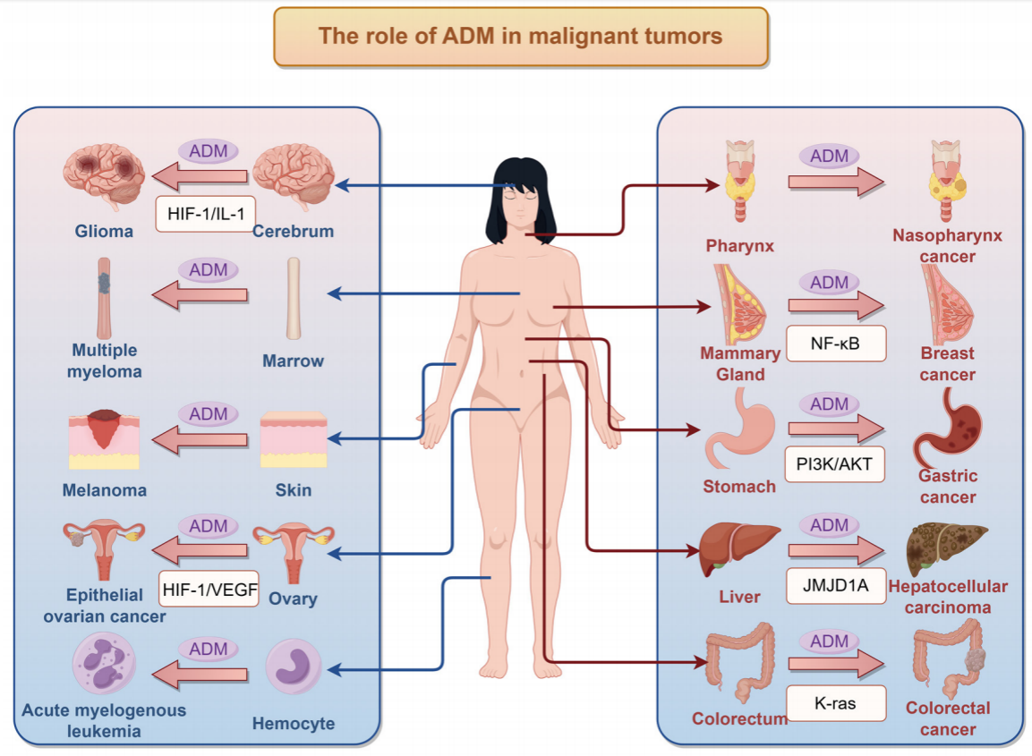 A key regulator of the vasculature ADM