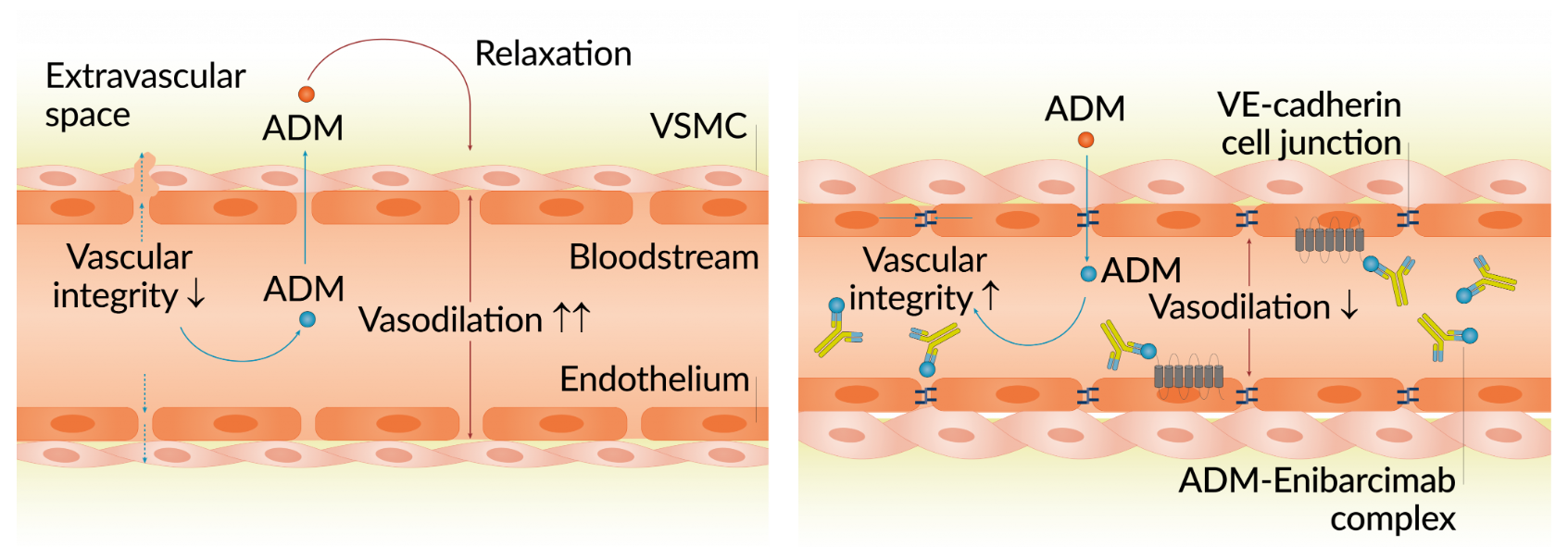 A key regulator of the vasculature ADM