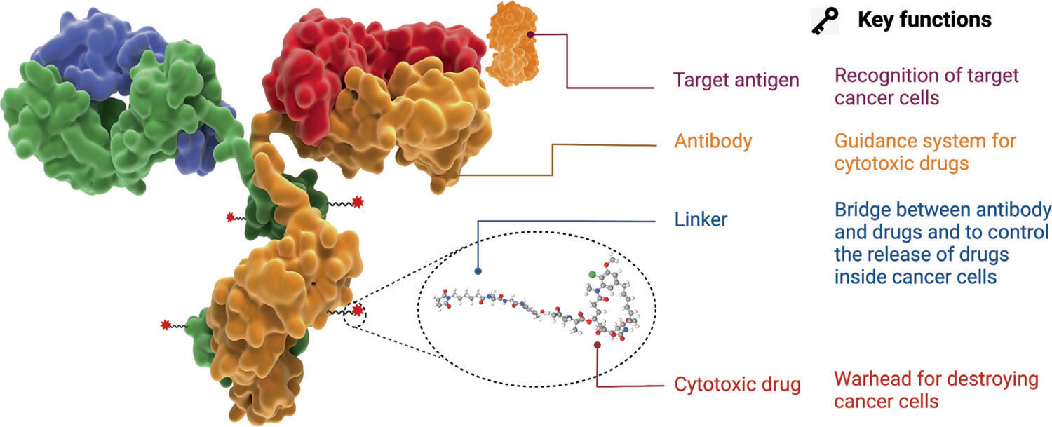 A novel antibody drug conjugate targeting TROP2 has shown potent anti-tumor efficacy in breast and lung cancer