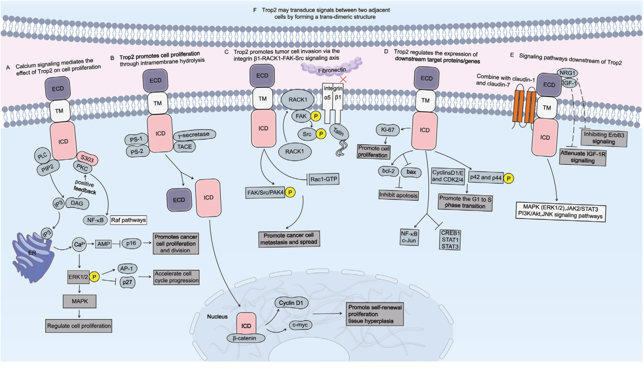 A novel antibody drug conjugate targeting TROP2 has shown potent anti-tumor efficacy in breast and lung cancer