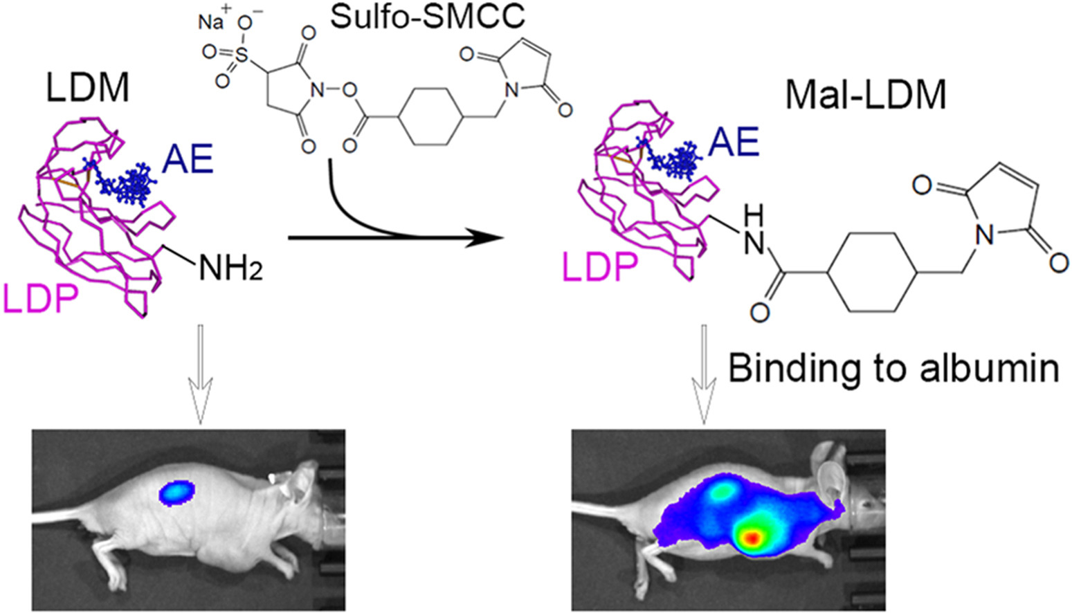 A novel antibody drug conjugate targeting TROP2 has shown potent anti-tumor efficacy in breast and lung cancer