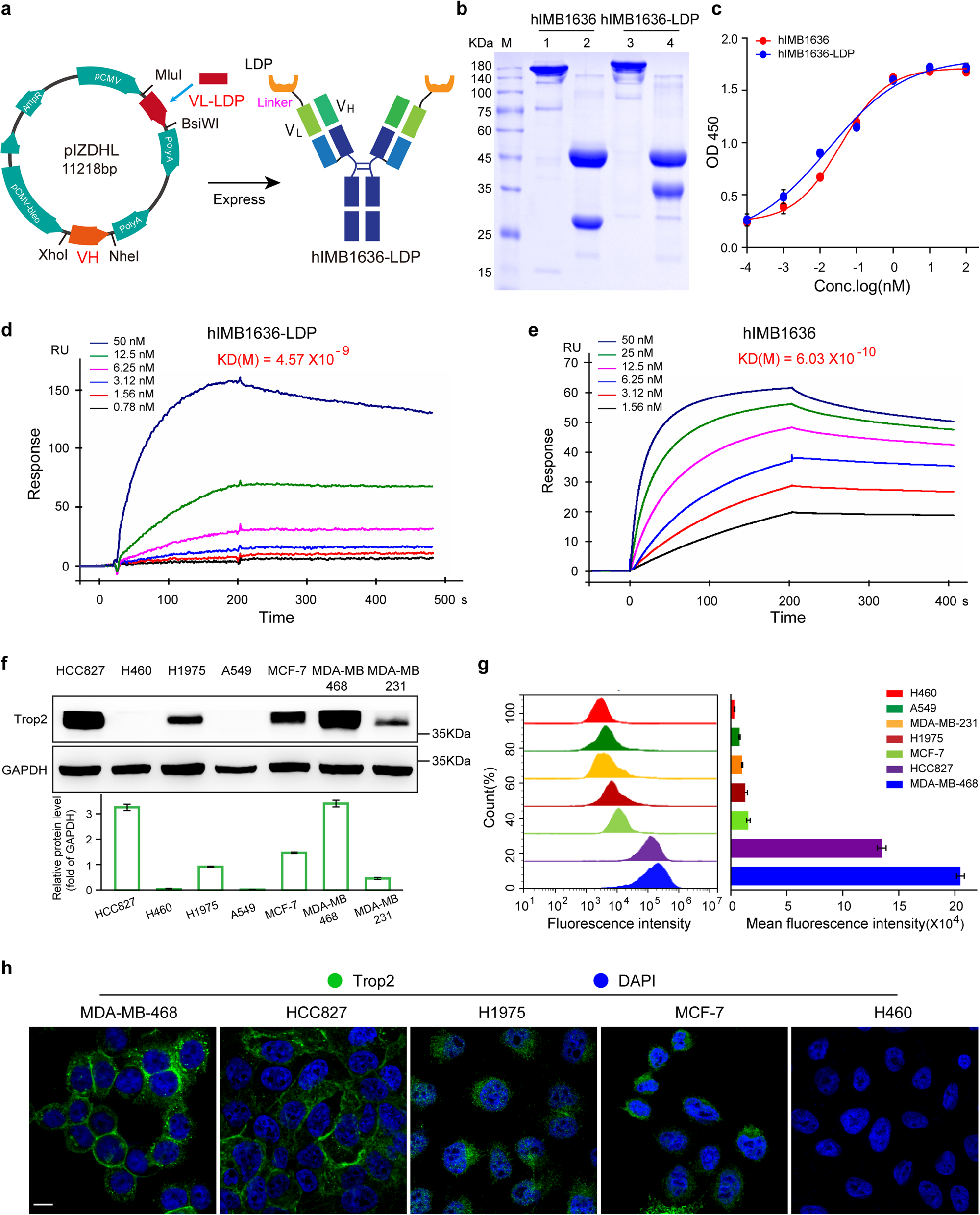 A novel antibody drug conjugate targeting TROP2 has shown potent anti-tumor efficacy in breast and lung cancer