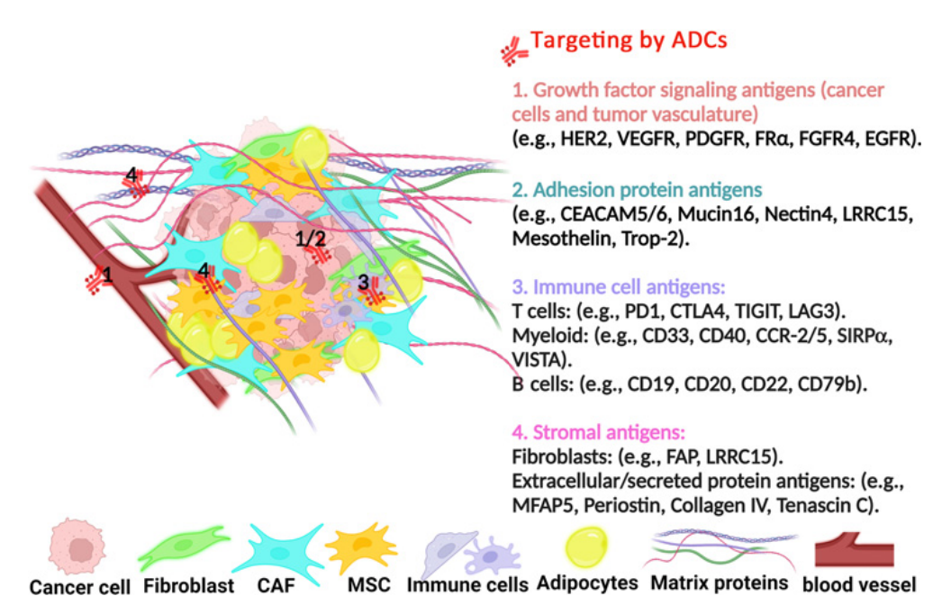 A novel target for ADC tumor therapy LRRC15