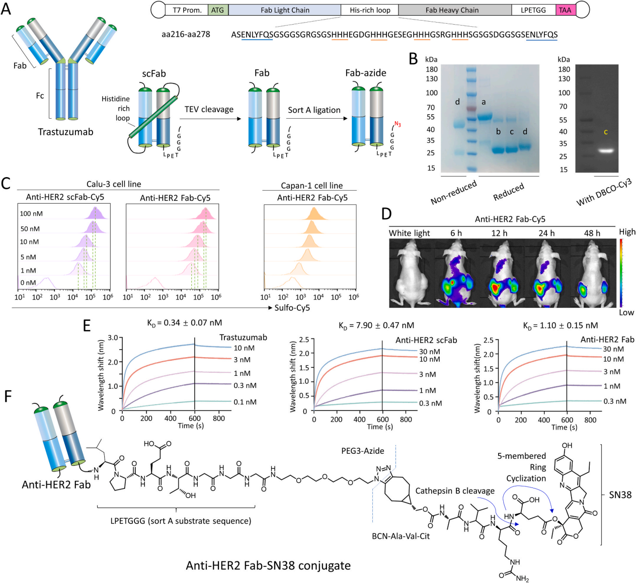 A single-chain fab derived drug conjugate for HER2 specific delivery