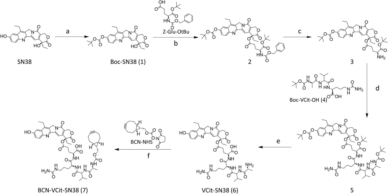 A single-chain fab derived drug conjugate for HER2 specific delivery