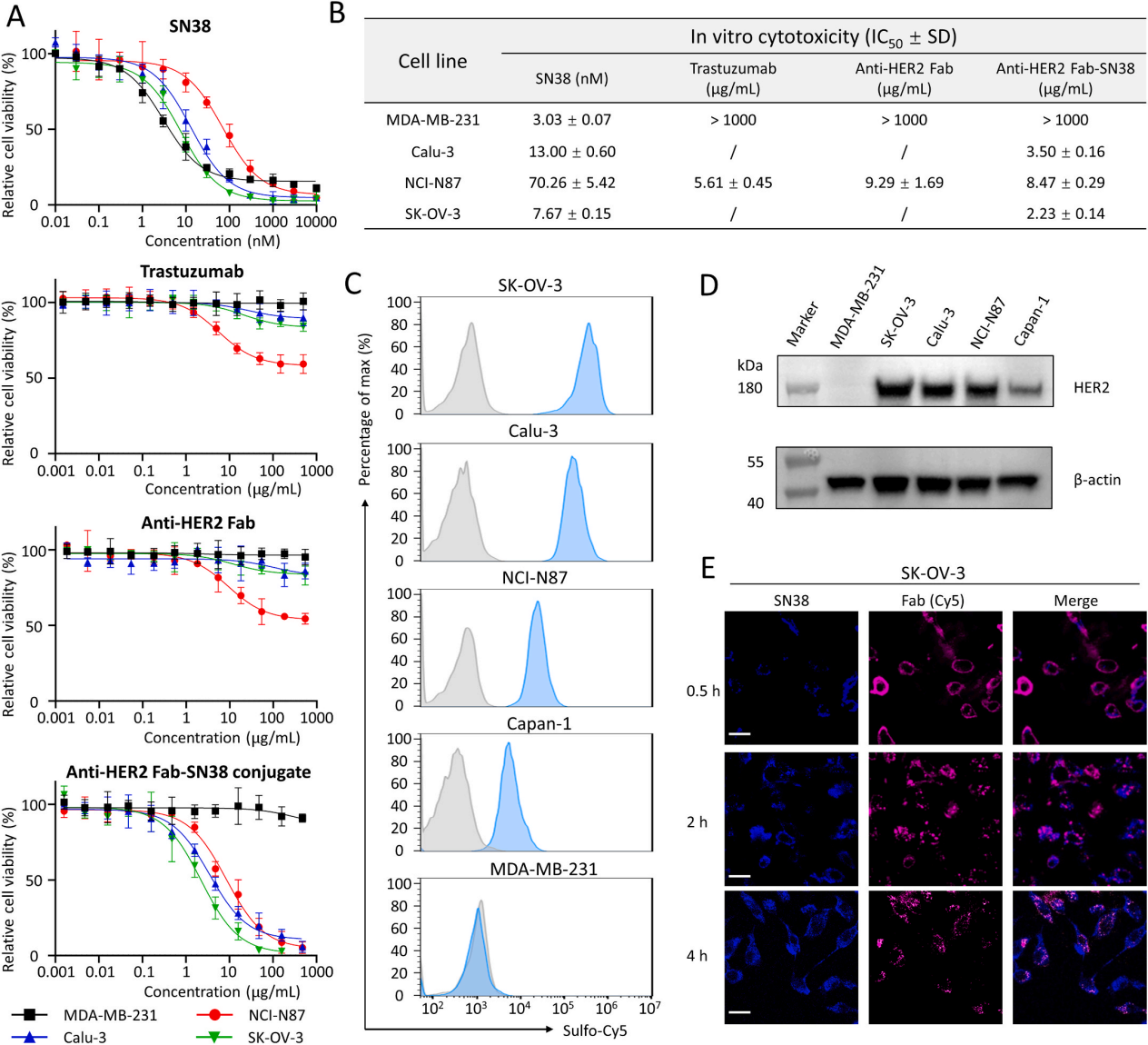A single-chain fab derived drug conjugate for HER2 specific delivery