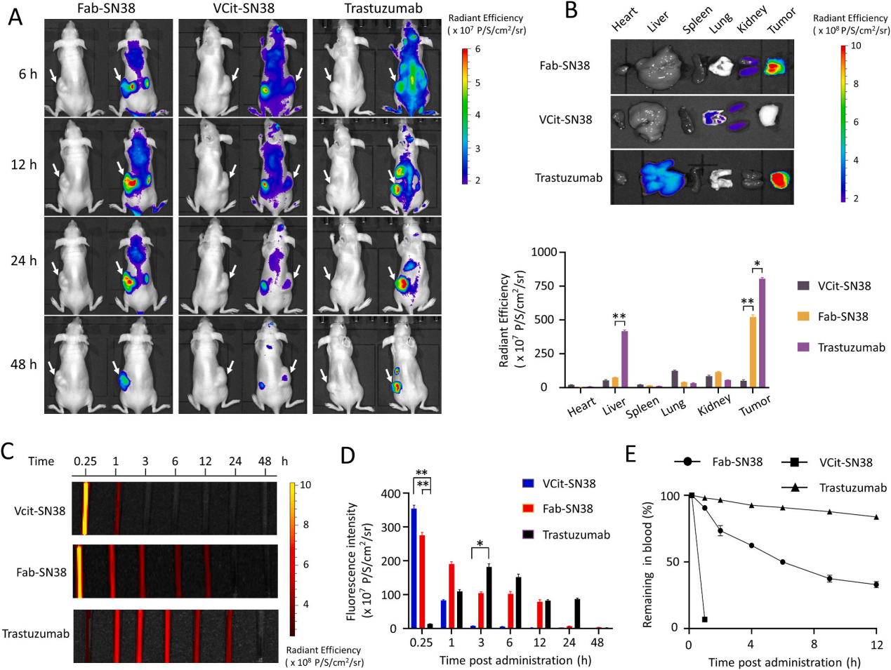 A single-chain fab derived drug conjugate for HER2 specific delivery