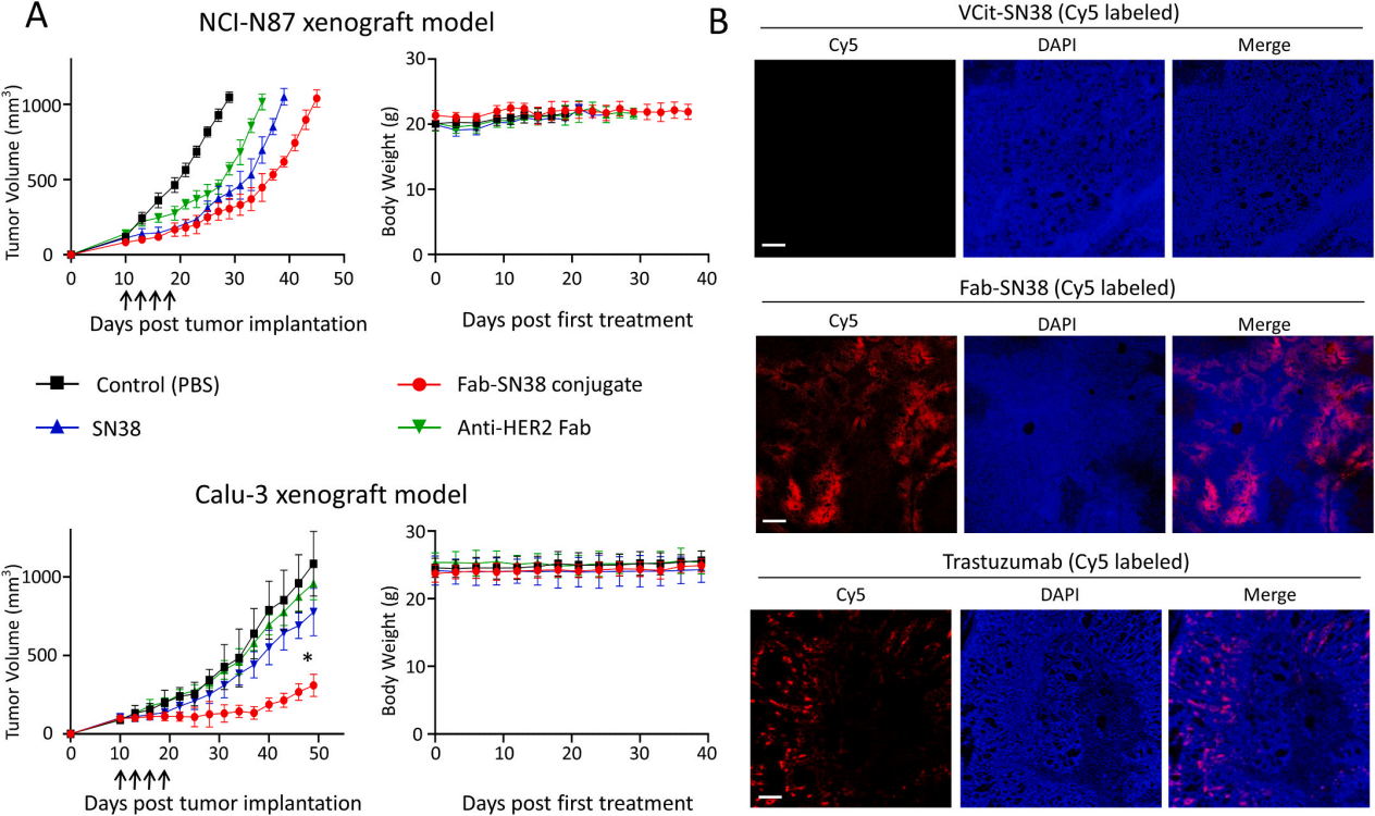 A single-chain fab derived drug conjugate for HER2 specific delivery