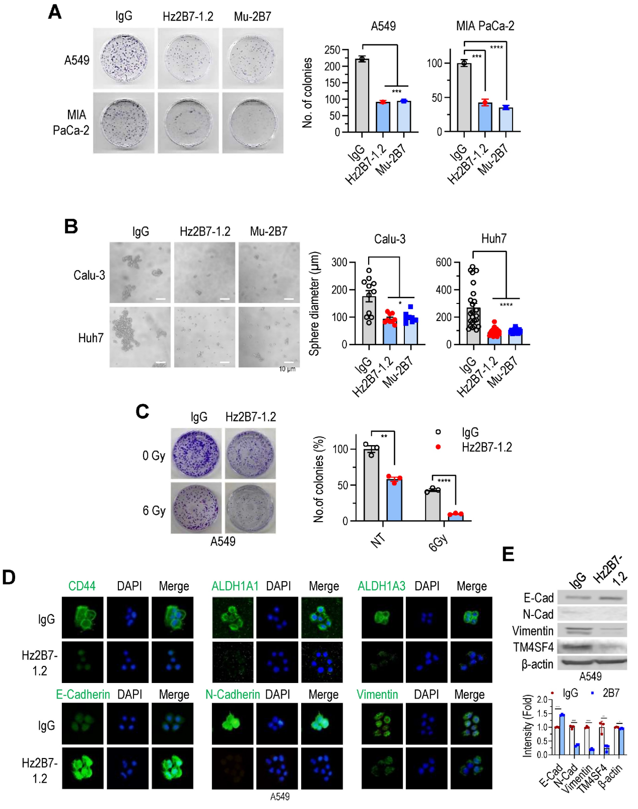 A therapeutic antibody targeting TM4SF4 with anti-tumor activity