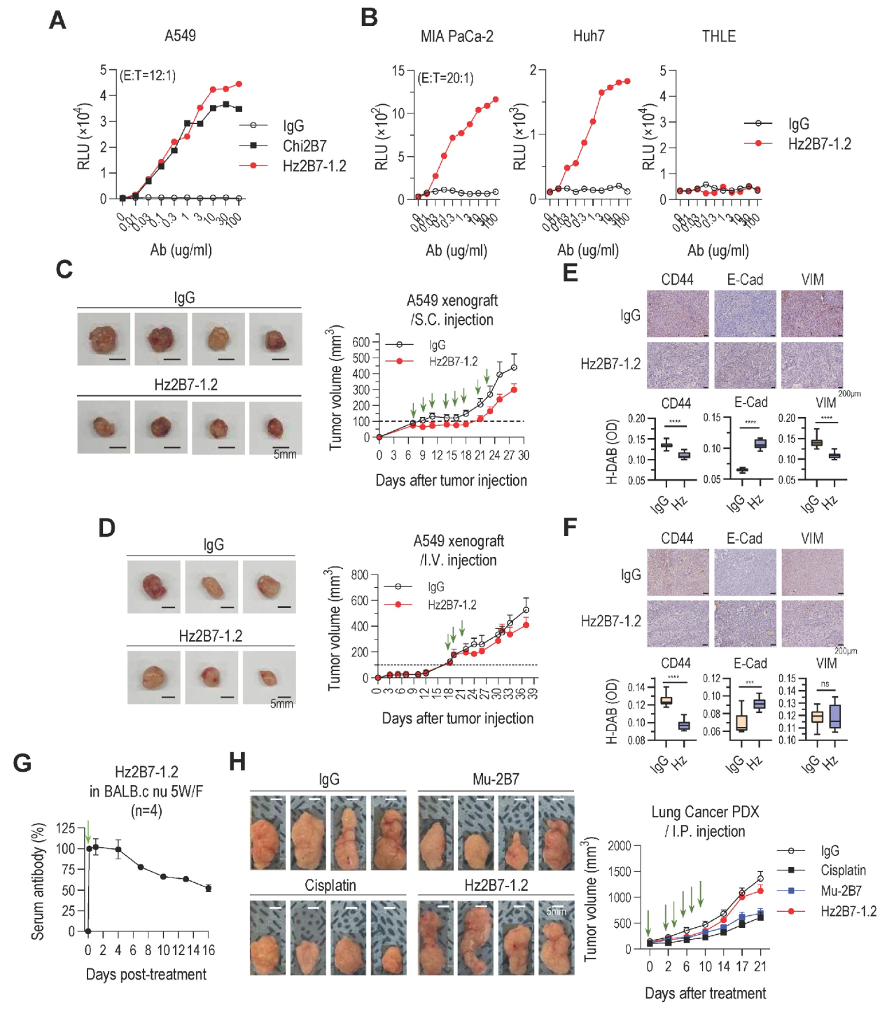 A therapeutic antibody targeting TM4SF4 with anti-tumor activity