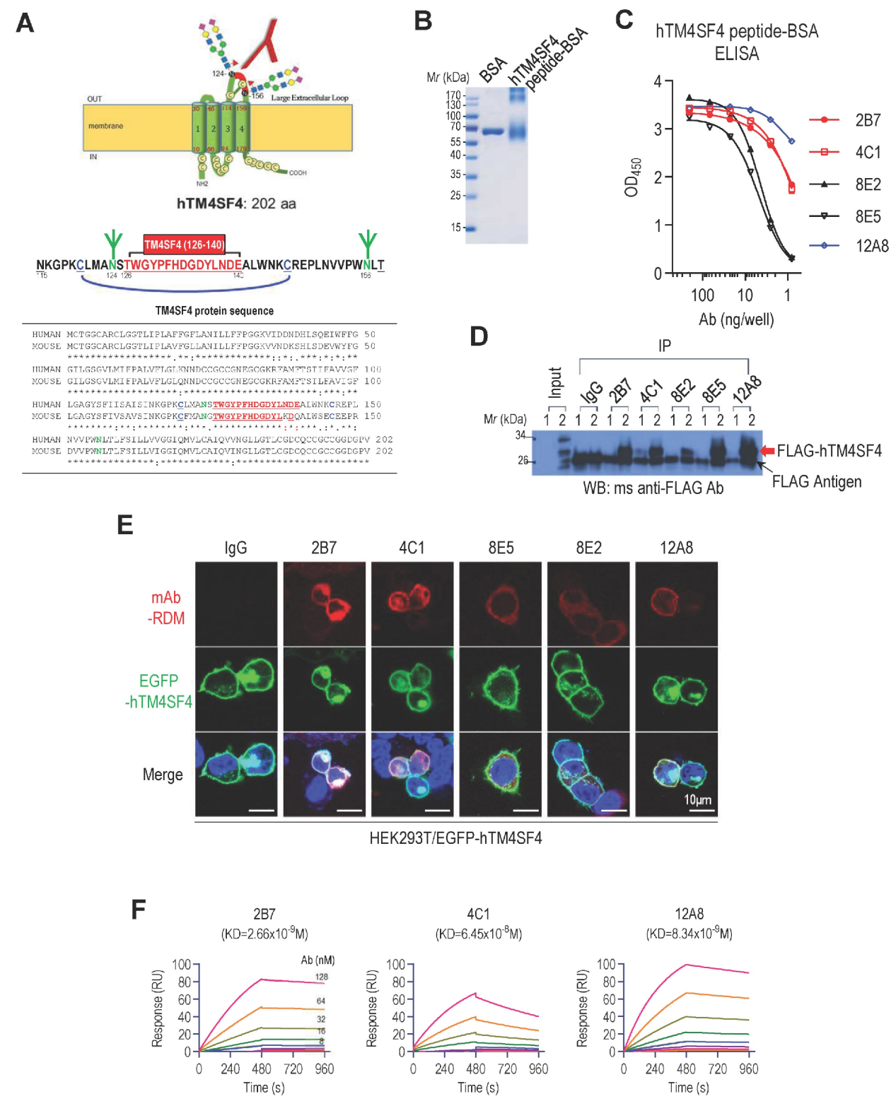 A therapeutic antibody targeting TM4SF4 with anti-tumor activity