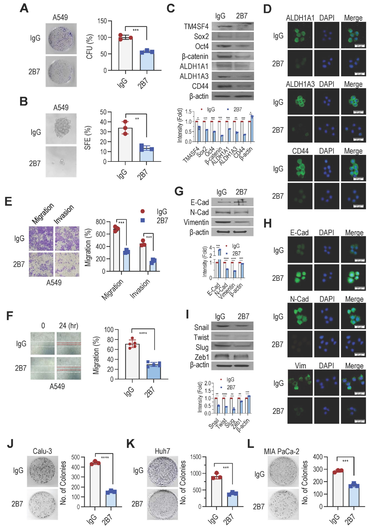 A therapeutic antibody targeting TM4SF4 with anti-tumor activity