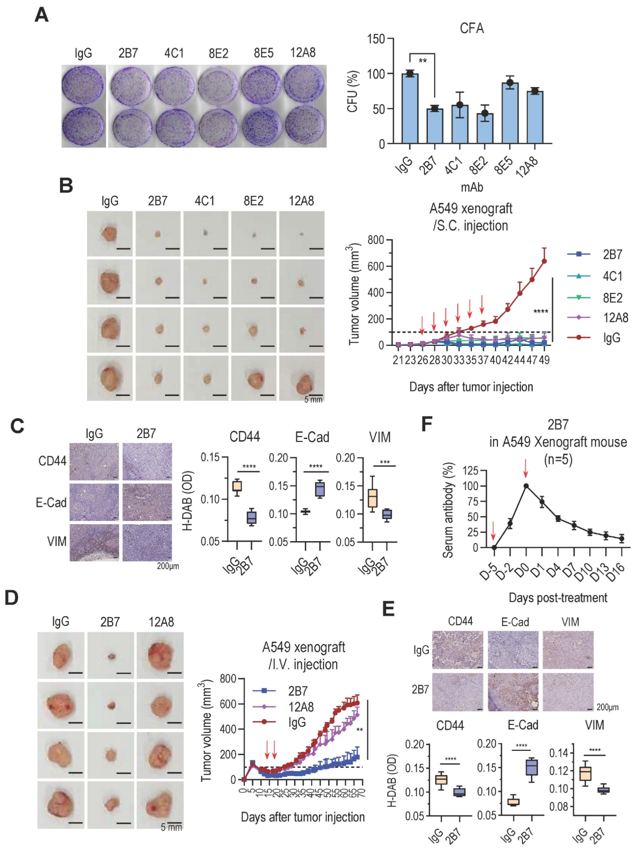 A therapeutic antibody targeting TM4SF4 with anti-tumor activity