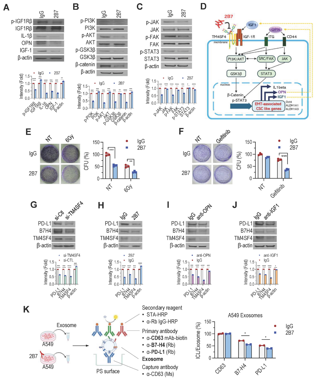 A therapeutic antibody targeting TM4SF4 with anti-tumor activity