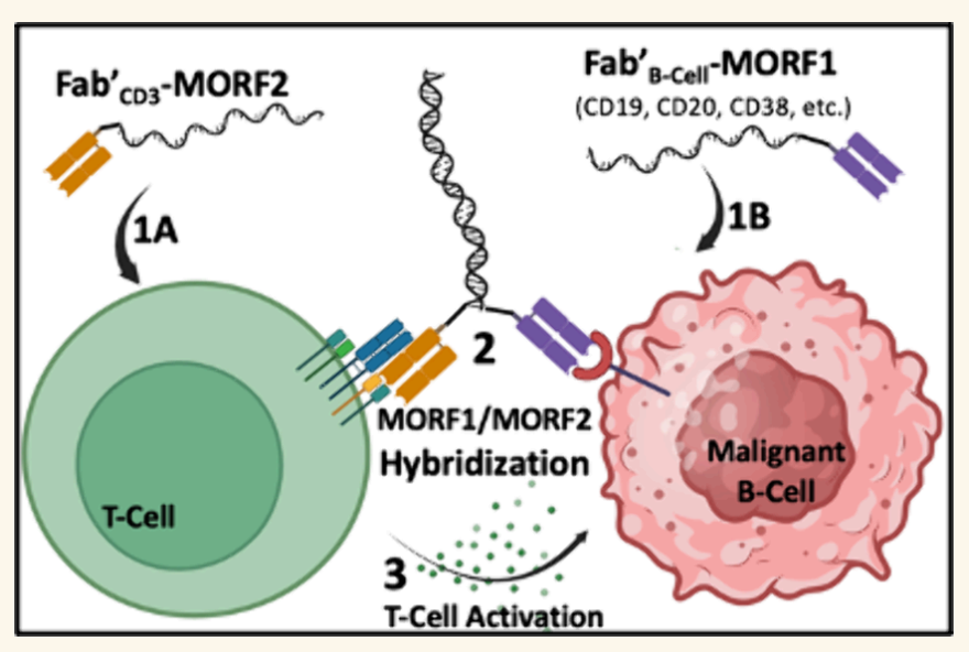 A two-component T-cell activation therapy MATCH