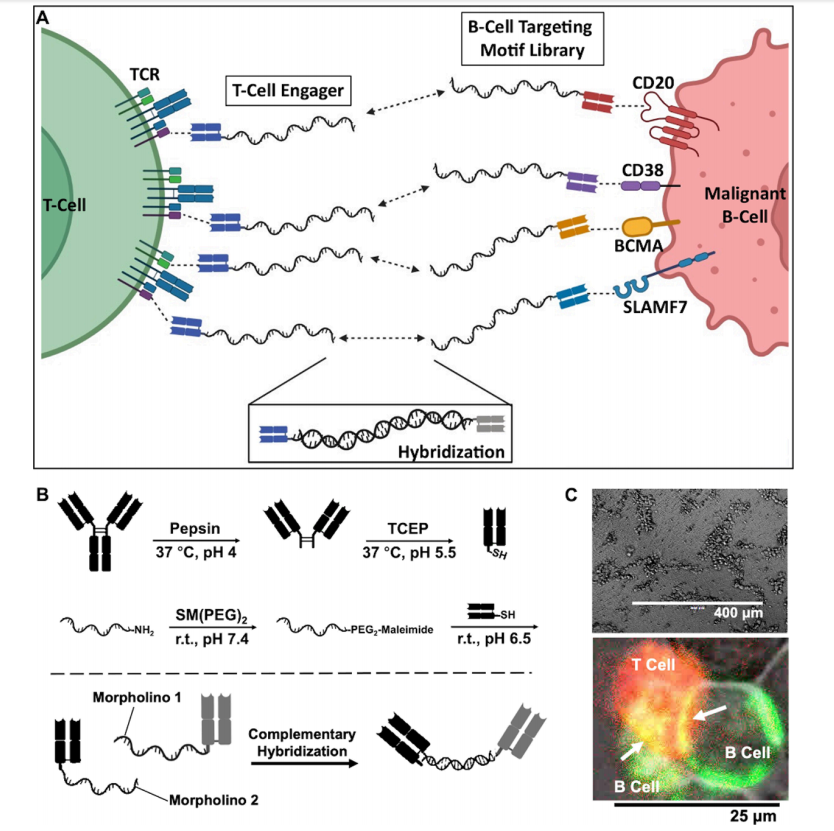 A two-component T-cell activation therapy MATCH