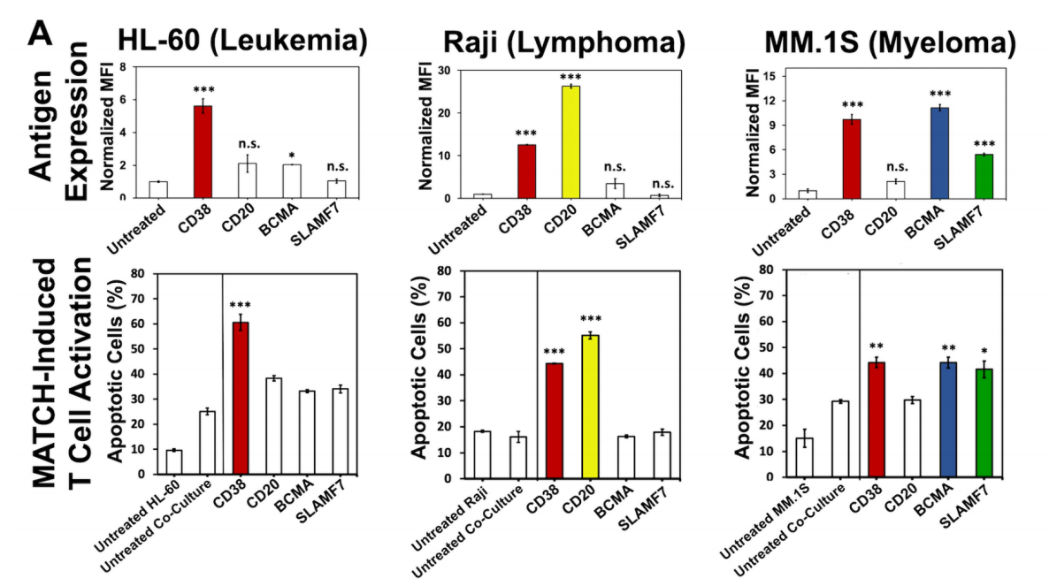 A two-component T-cell activation therapy MATCH