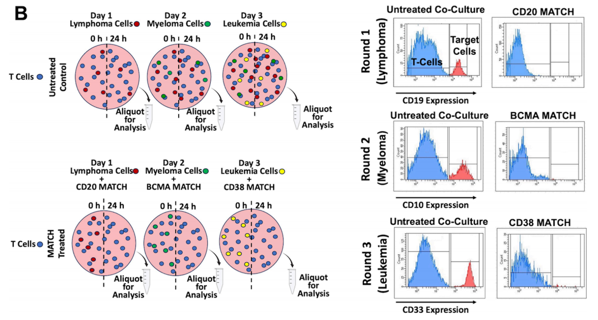 A two-component T-cell activation therapy MATCH