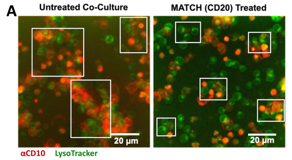 A two-component T-cell activation therapy MATCH