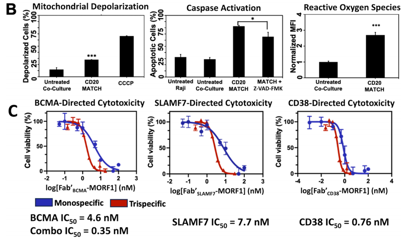 A two-component T-cell activation therapy MATCH