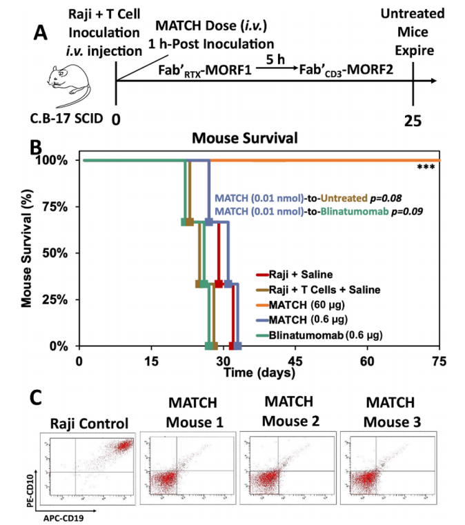 A two-component T-cell activation therapy MATCH