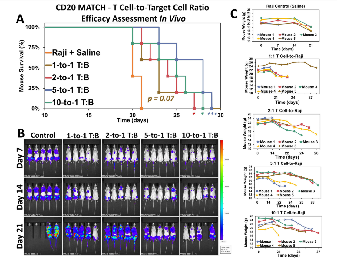 A two-component T-cell activation therapy MATCH