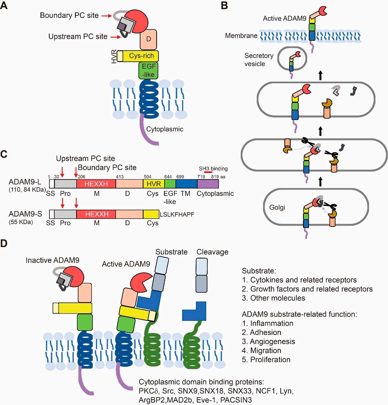 ADAM9 is a new target for ADC anticancer therapy