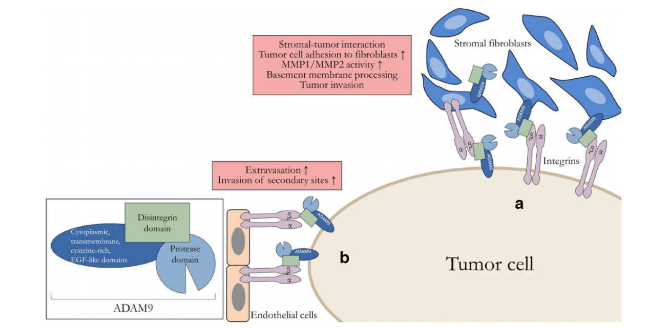 ADAM9 is a new target for ADC anticancer therapy