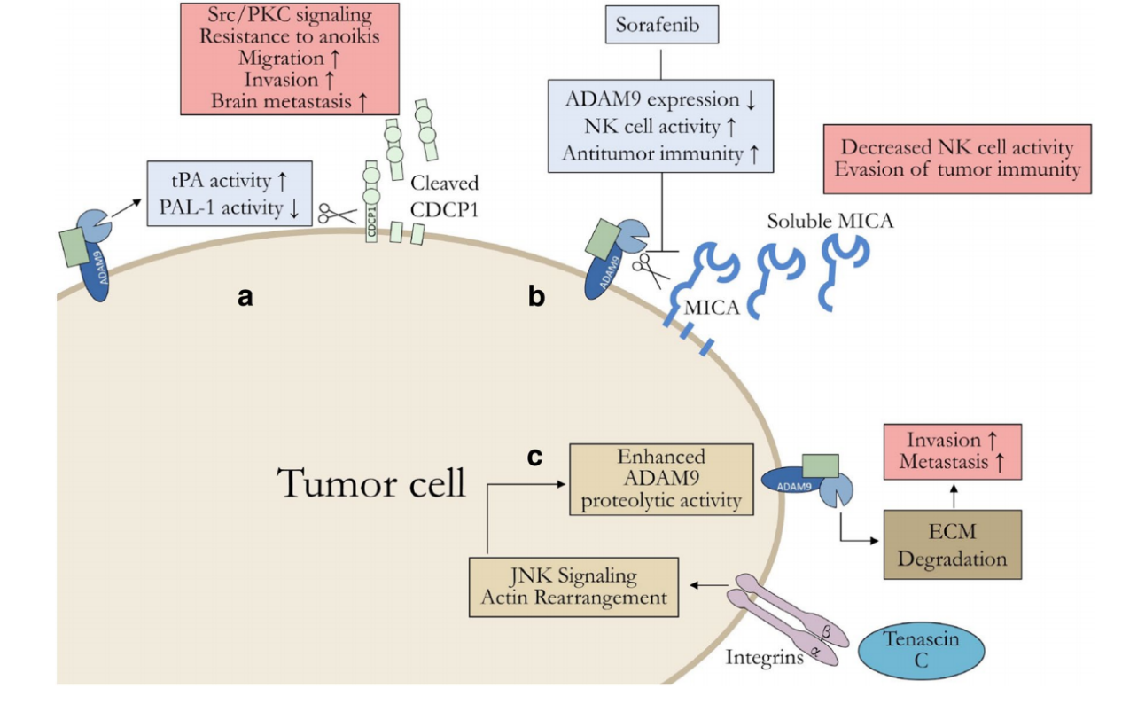 ADAM9 is a new target for ADC anticancer therapy