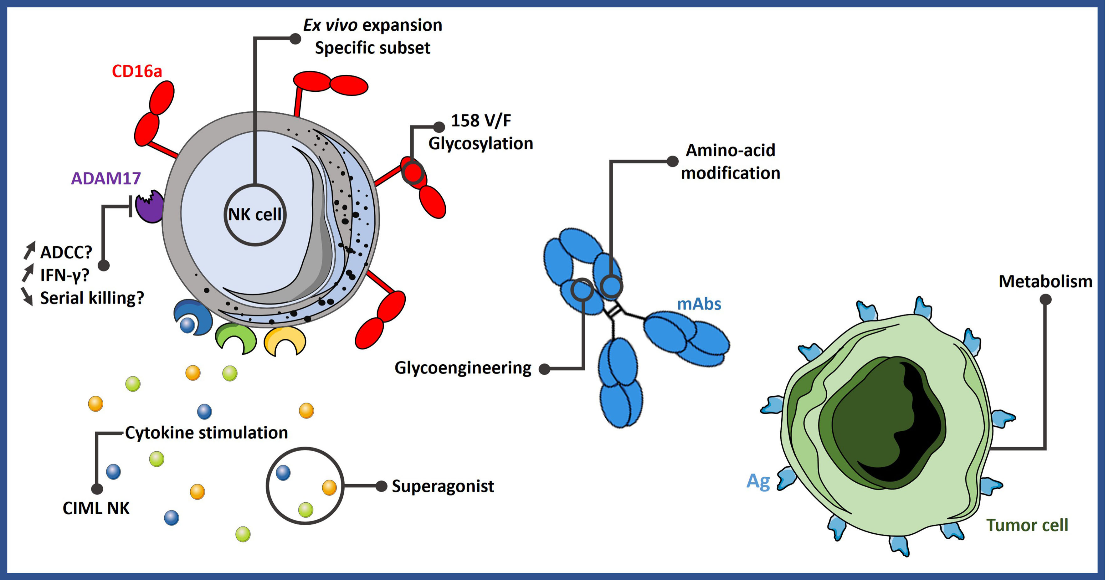 ADCC effect factor CD16