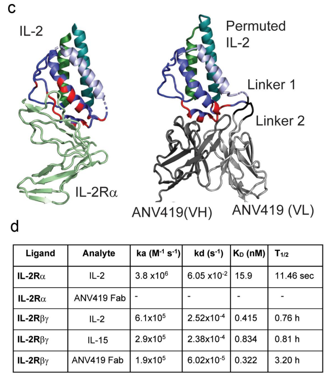 ANV419 has a strong ability to stimulate CD8-T cells and natural killer cells