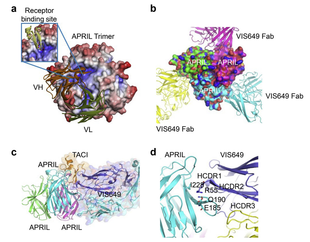 APRIL is a therapeutic target for IgA nephropathy