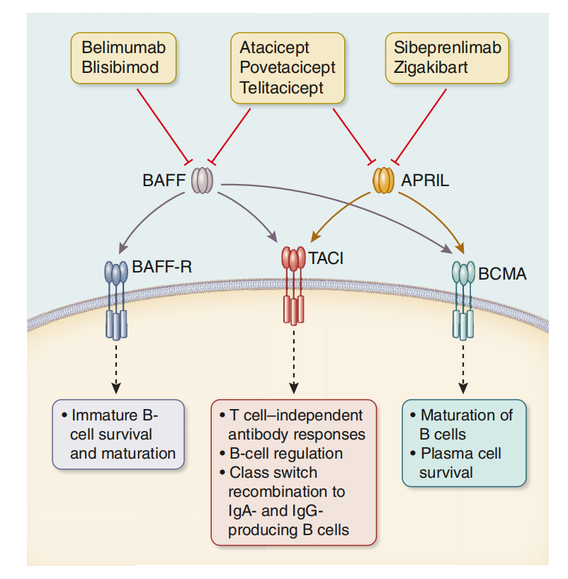 APRIL is a therapeutic target for IgA nephropathy
