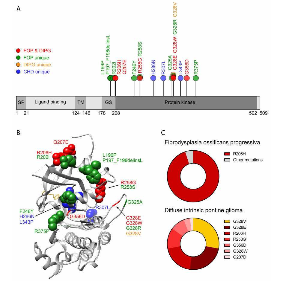 Activin receptor type 1 kinase ACVR1