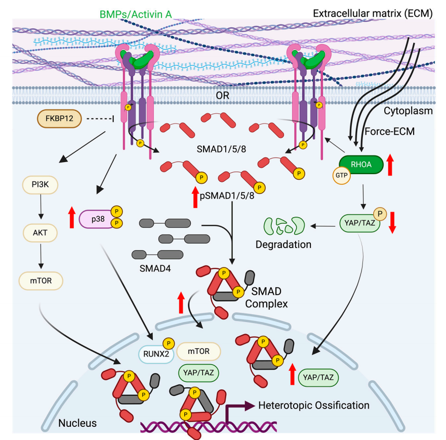 Activin receptor type 1 kinase ACVR1